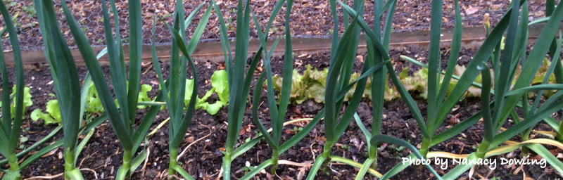 Garlic scapes growing in the Organic Vegetable Garden