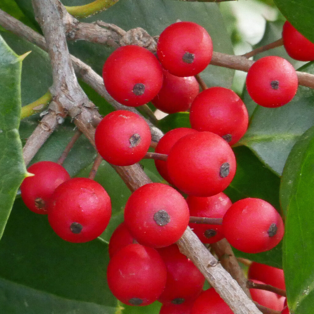 Close-up of bright red holly berries clustered on green leaves.