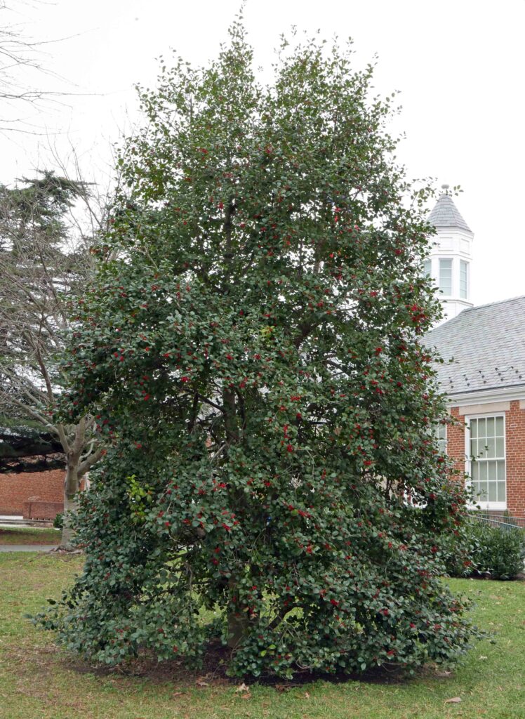 Ilex opaca (American holly) at the Fairlington Community Center on January 4, 2021.
