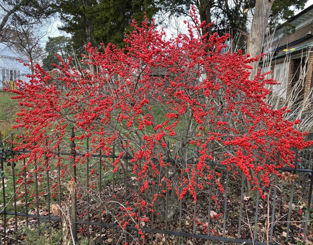 Ilex verticillata 'Red Sprite' (winterberry) in December at the Glencarlyn Library Community Garden.Brillant red drupes provide food for birds in winter.