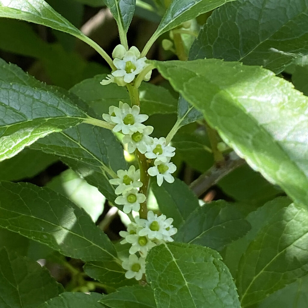 Ilex verticillata (Winterberry) 'Red Sprite' flowers in June.
