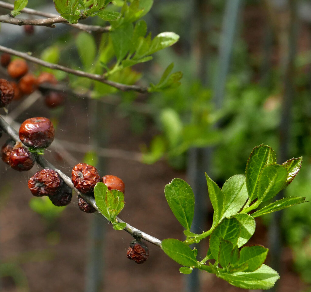 Fruit (drupes) persisting from previous season among the new growth of Ilex verticillata (winterberry) 'Red Sprite' in April.