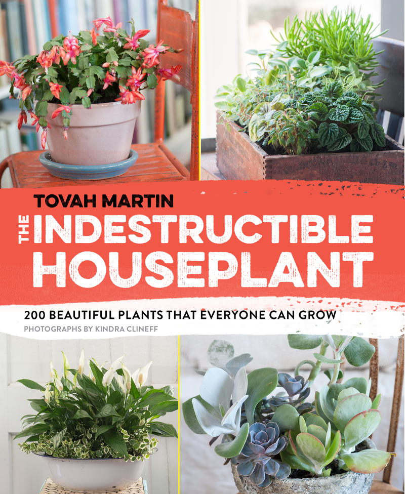 The Indestructible Houseplant Boo