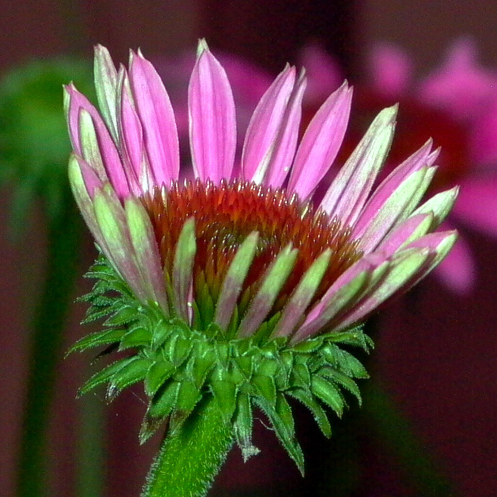 Echinacea purpurea (Purple Coneflower) showing involucral bracts