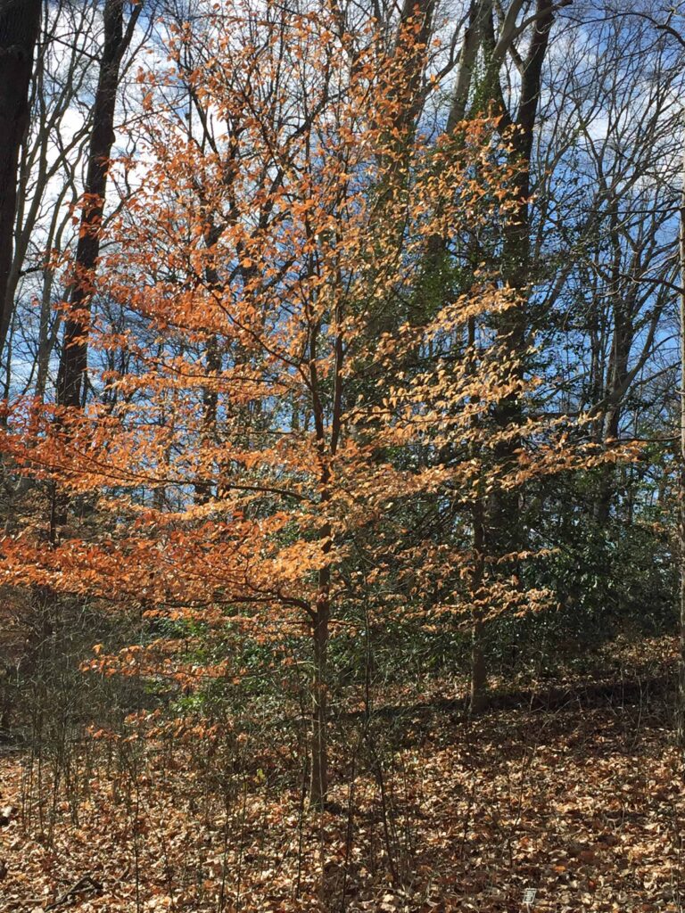 Marcescent leaves on a young Fagus grandifolia