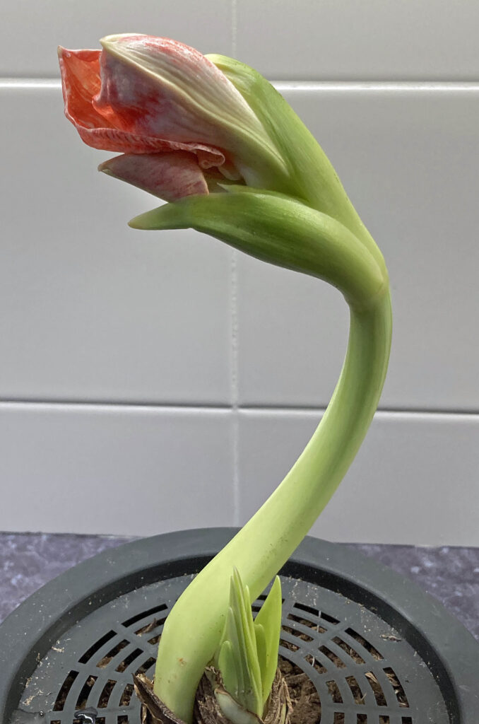 Amaryllis on January 5, 2021 at 10:30 a.m.