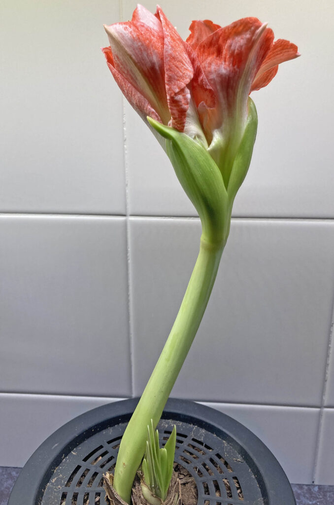 Amaryllis on January 8, 2021 at 9:12 a.m.