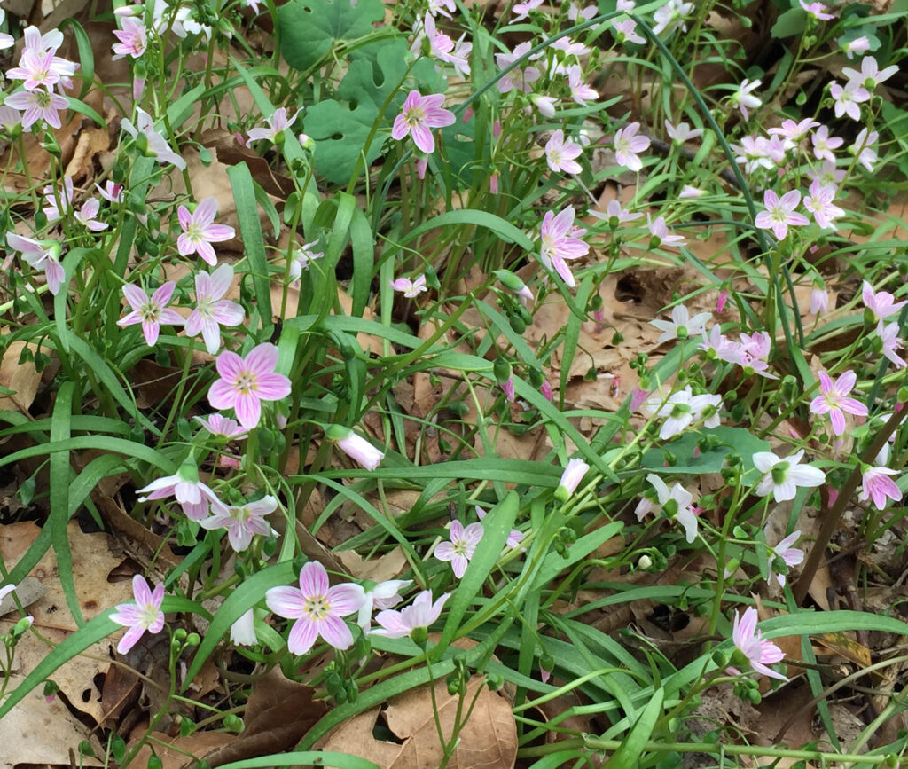 Loose racemes of native Claytonia virginica