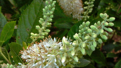 Erect racemes of Clethra alnifolia (sweet pepperbush) demonstrate that the flowers open from bottom to top