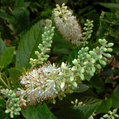 Erect racemes of Clethra alnifolia (sweet pepperbush) demonstrate that the flowers open from bottom to top