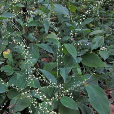 Loose, interrupted, terminal racemes of native Persicaria virginiana