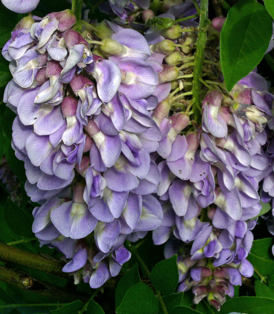 Pendant racemes of native Wisteria frutescens