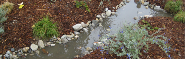 Bioswales slow water and allow it to percolate