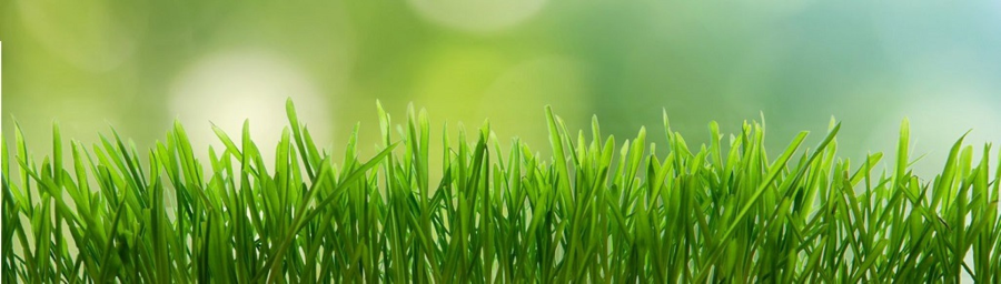 Close up of lawn