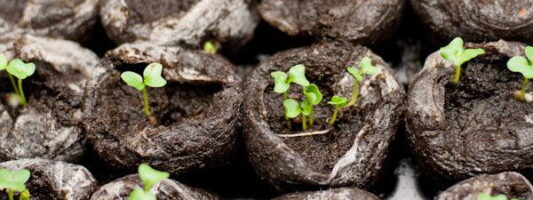 seedlings
