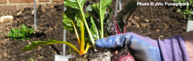 gloved hand holding colorful swiss chard