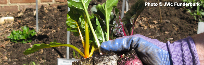 planting swiss chard