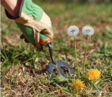 Hand weeding dandelions