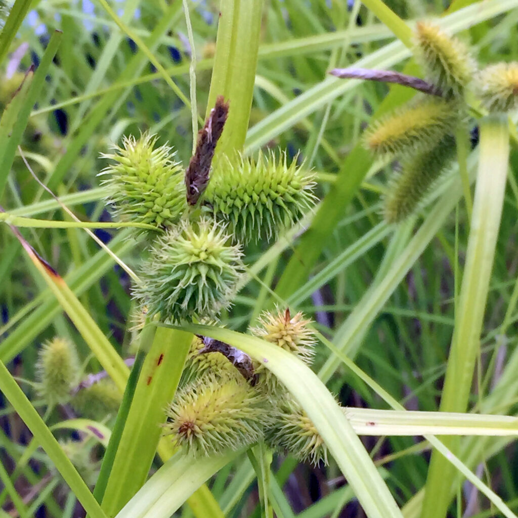 The 3-sided achenes of Carex comosa (bottlebrush sedge)