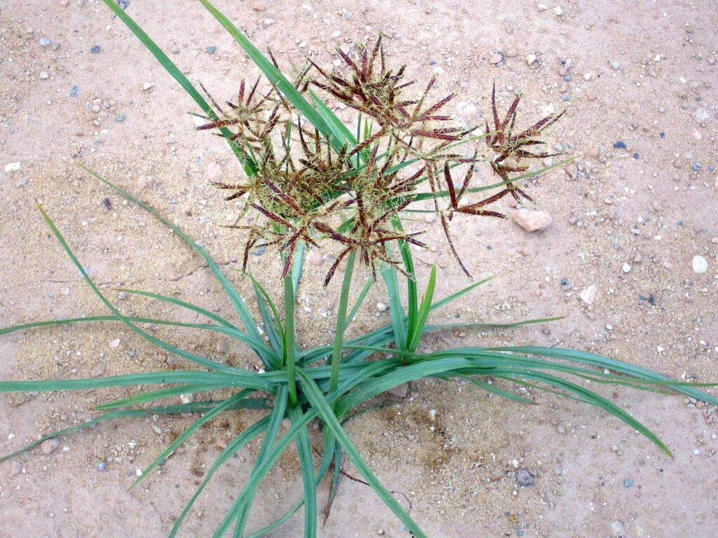 Note the 3-ranked leaves and flattened spikelets of Cyperus rotundus
