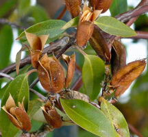 Gelsemium sempervirens (Carolina Jessamine) persistent septicidal fruit capsules and uni-winged seeds in February