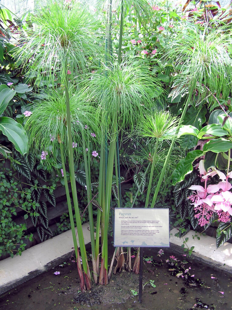 Today papyrus plants are cultivated as ornamentals used in water gardens or as specimens like the one pictured here in Kew Gardens, London, England.