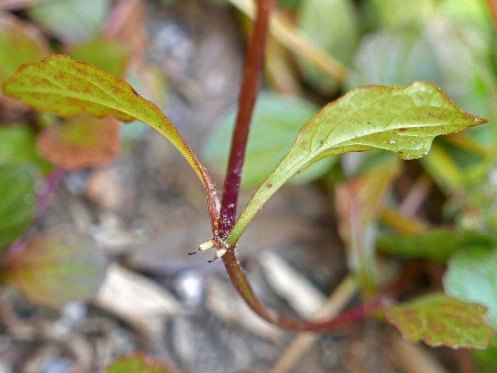 The node on the stolon of Ajuga reptans shows leaves and developing roots