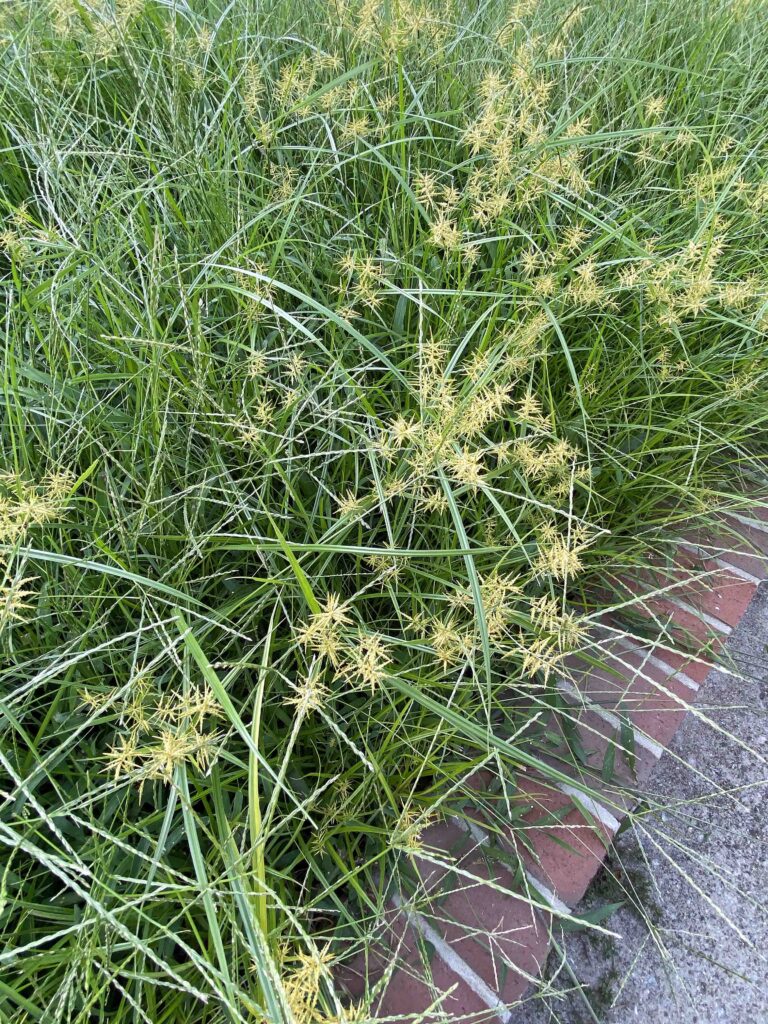 Noxious weed Cyperus esculentes (yellow nutsedge) invading a lawn in September.