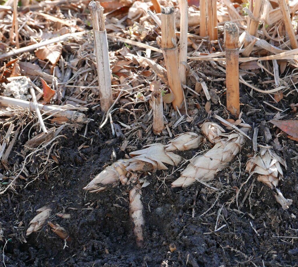 Bamboo rhizomes, roots, and shoots in January