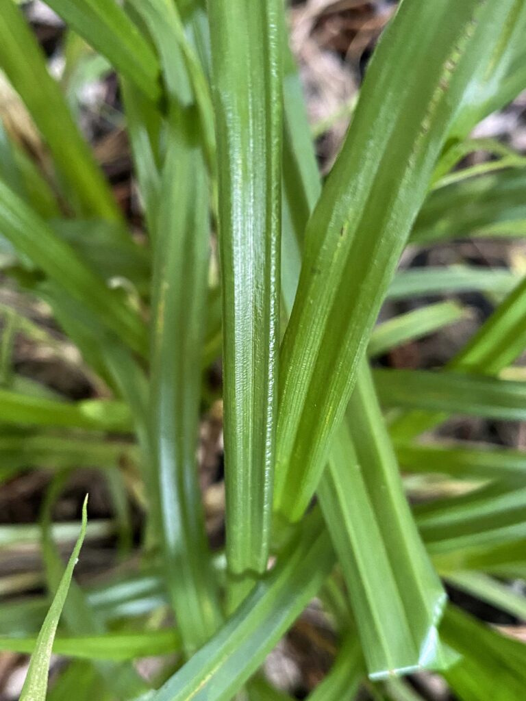 Native Carex blanda (eastern woodland sedge) leaves displaying parallel venation common in many sedges.