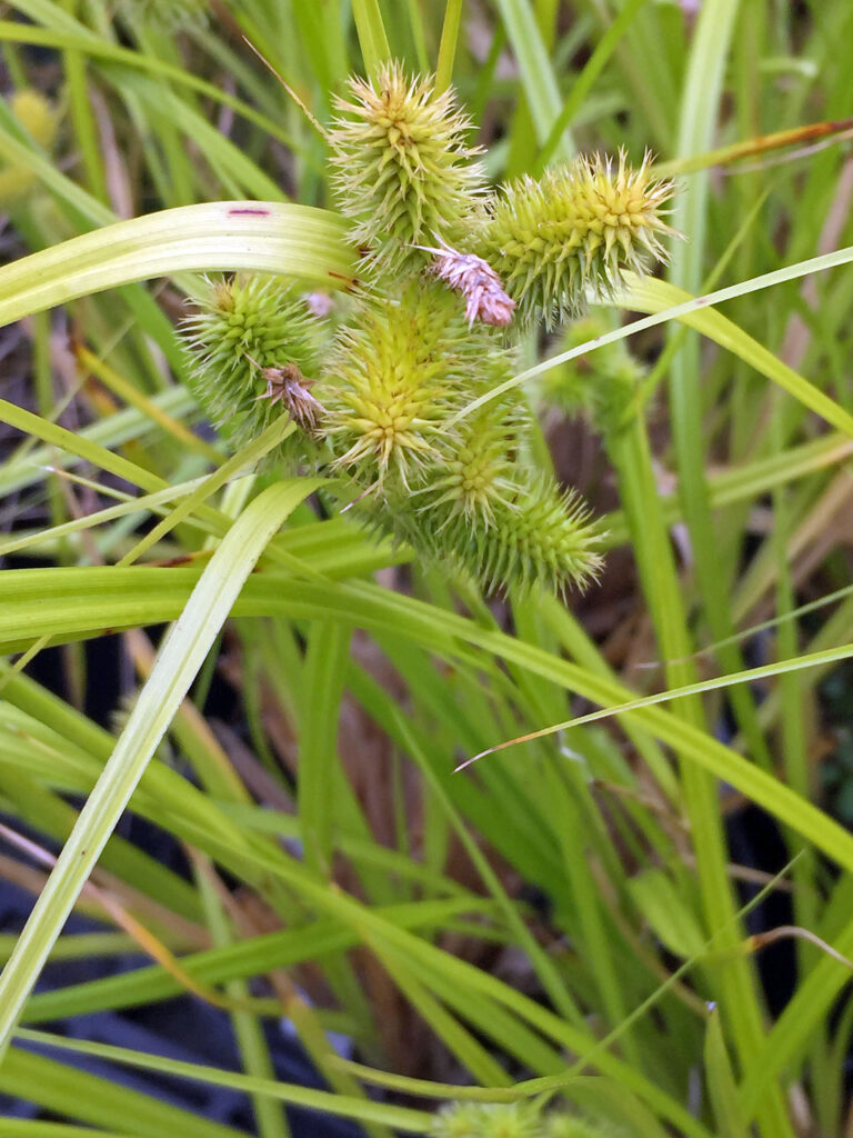 The 3-sided achenes of native Carex comosa