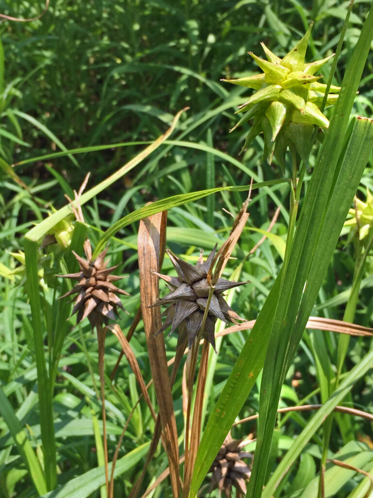 The achenes of native Carex grayi (Gray's sedge) are encased in tightly packed perigynia radiatng in all directions.