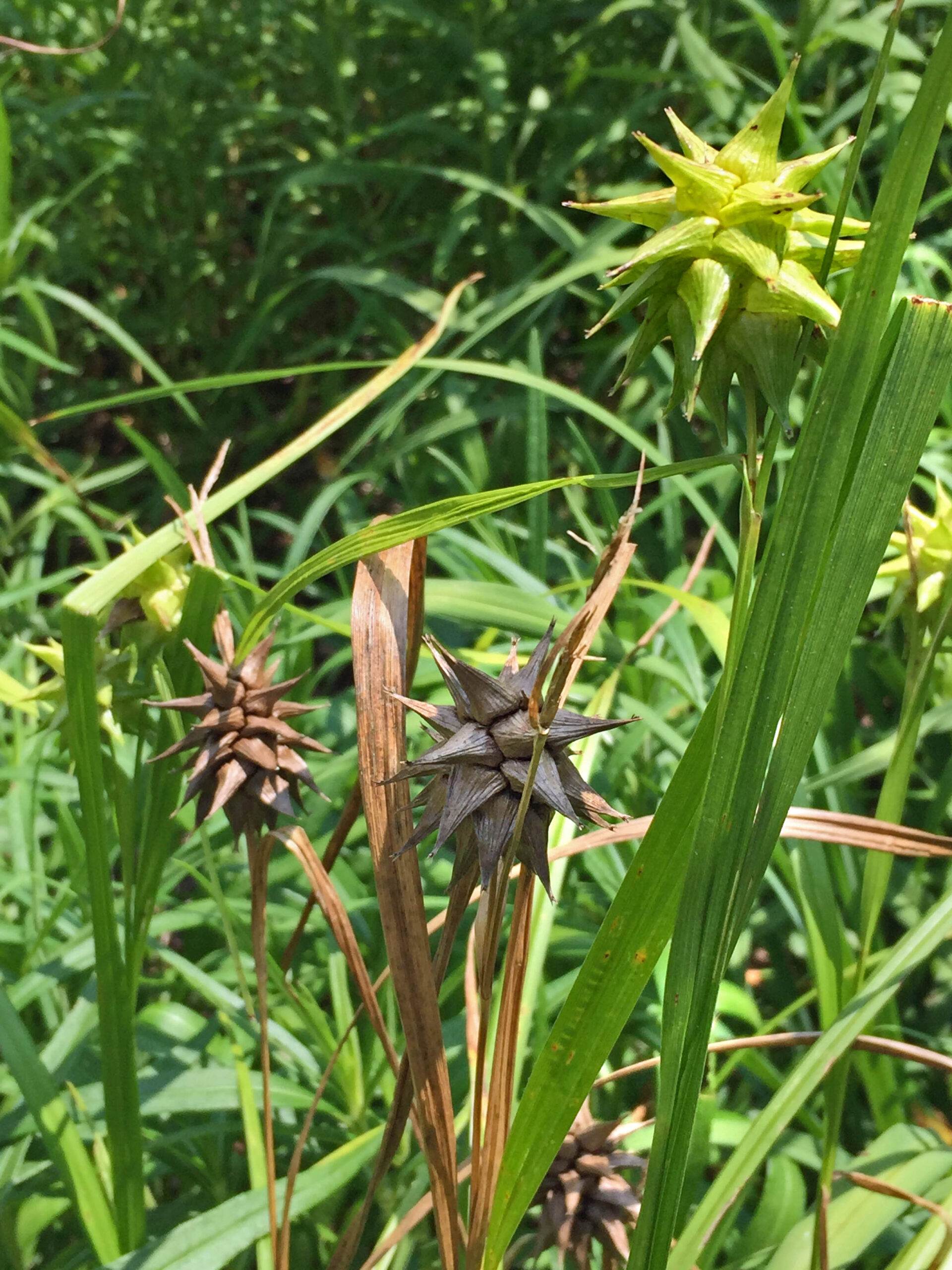 The achenes of native Carex grayi (Gray's sedge) are encased in tightly packed perigynia radiatng in all directions.