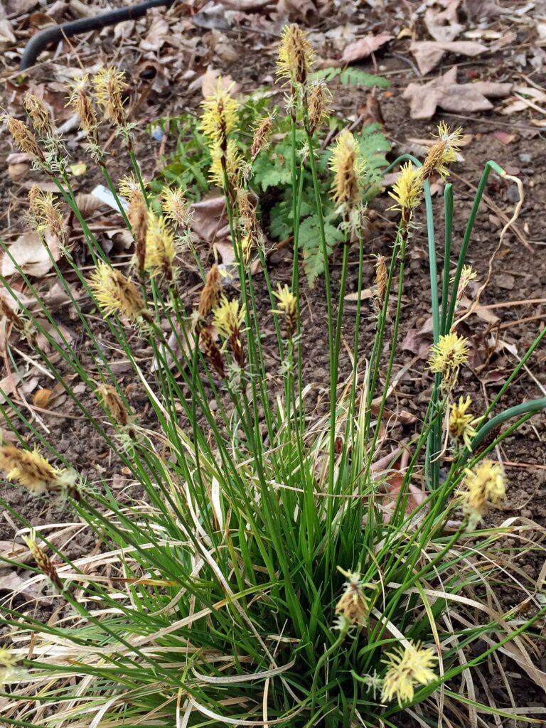 Although perfect flowers are characteristic of rushes, most grasses, and some sedges, other sedges like native Carex pensylvanica have staminate spikes (above with showy, yellowish stamens) and pistillate spikes (below with long, white styles).