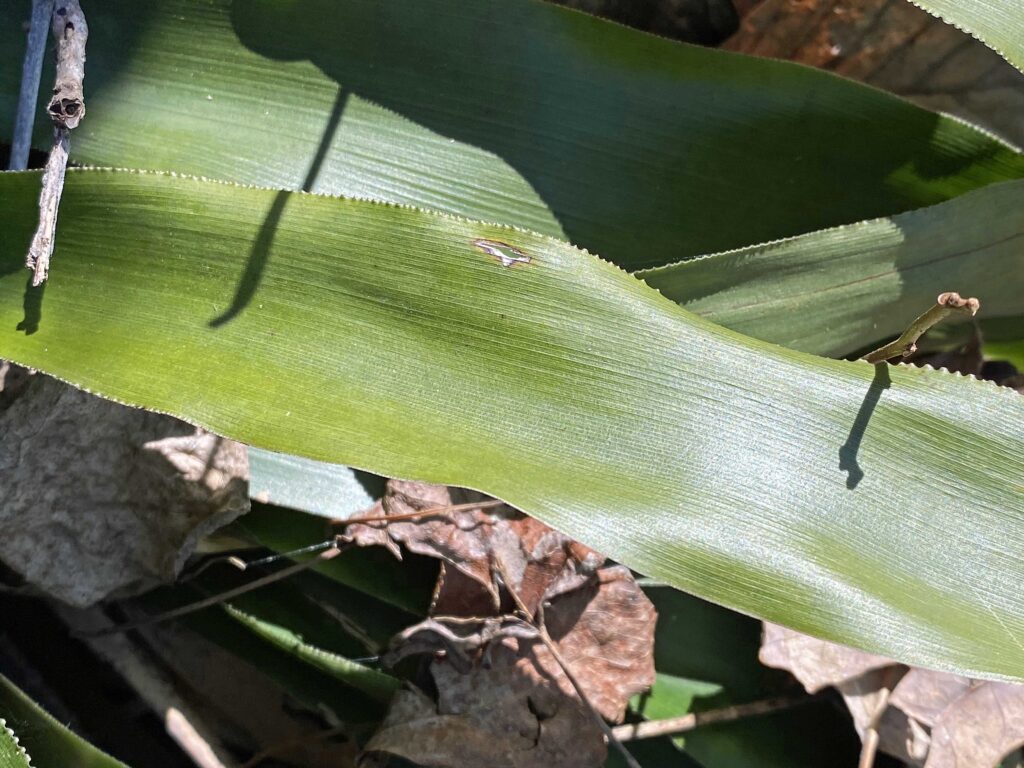 Southern Appalachian native Cymophyllus fraserianus (Fraser's sedge) leaves showing finely-toothed margins and many "equal" parallel veins with no midrib.