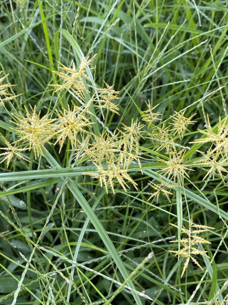 Spikes of perfect flowers adorn Cyperus esculentus