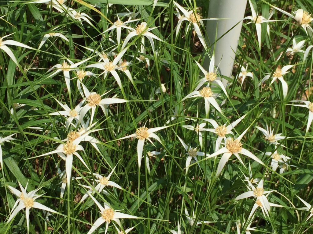 Green-tipped, white bracts subtend the perfect flowers of southern native Rhynchospora colorata