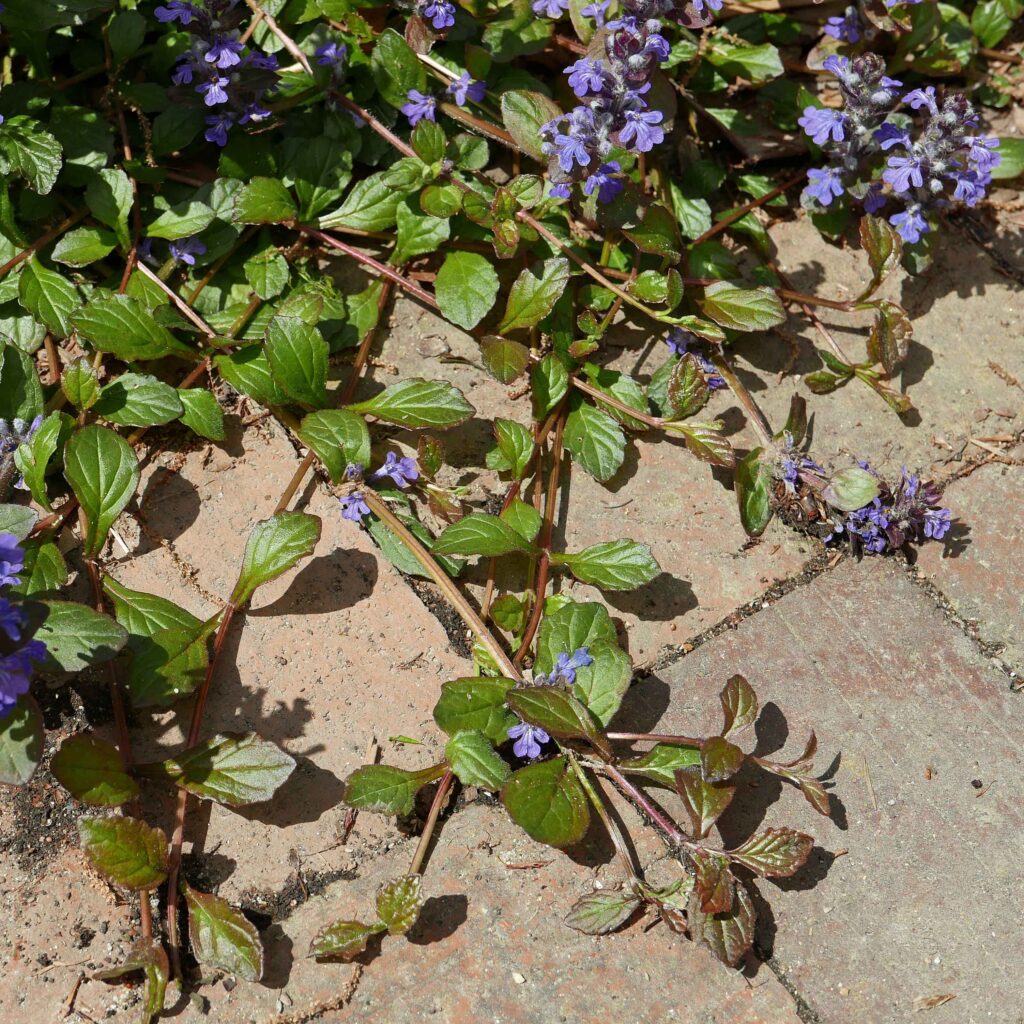 Stolons spread on semi-evergreen, non-native Ajuga reptans