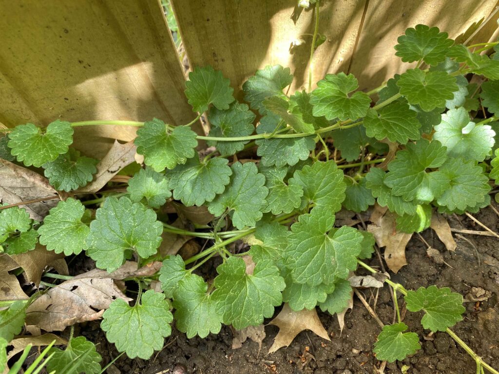 Stolons and leaves of invasive Glechoma hederacea