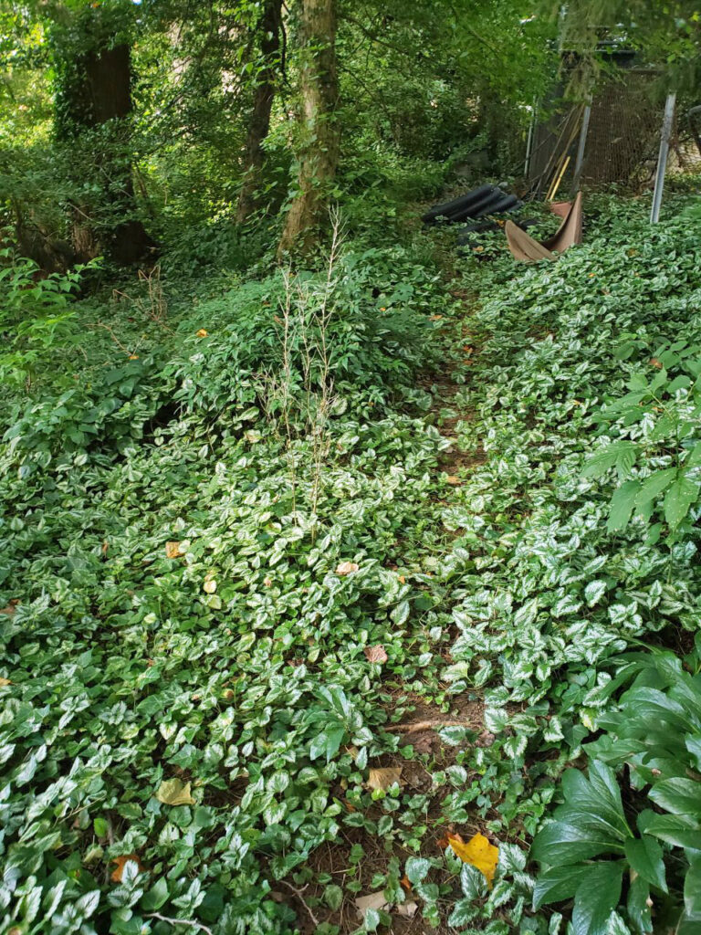 Invasive Lamiastrum galeobdolon (yellow archangel) en masse in a park in July.