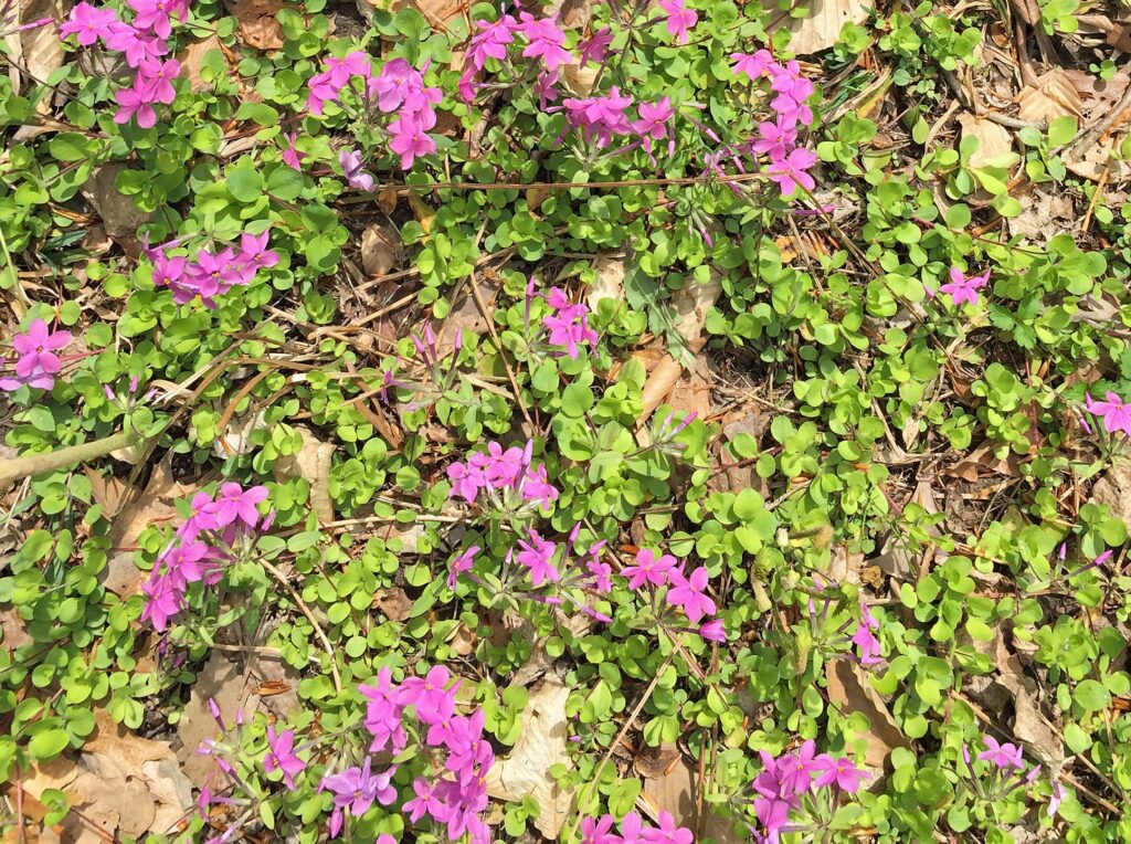 Stolons and flowers of native Phlox stolonifera