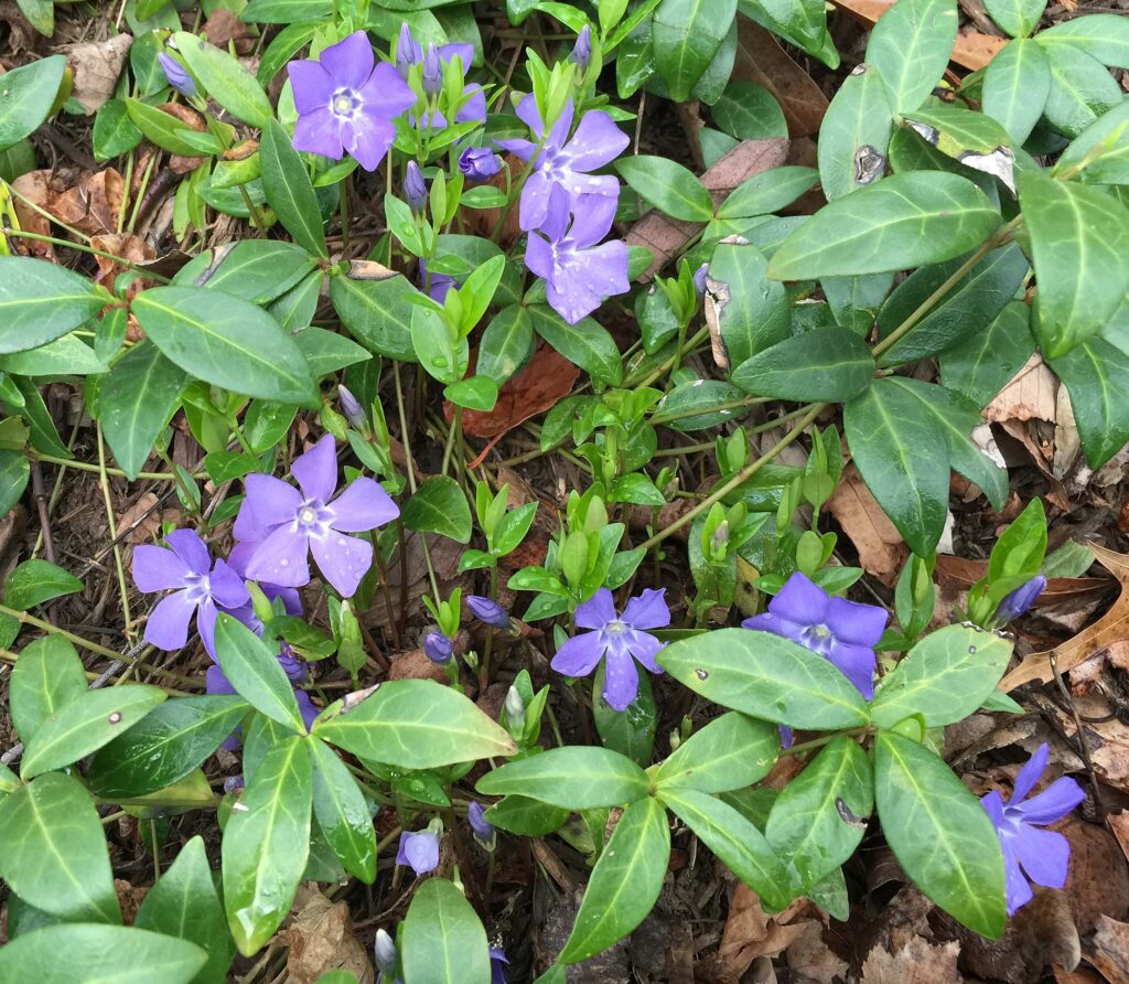 Stolons and flowers of invasive Vinca minor