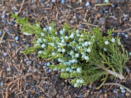 Birds eat the bluish, berry-like seed cones of Juniperus virginiana