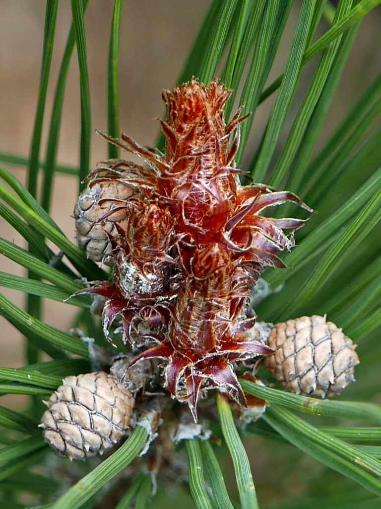 Developing female strobili at the base of branch buds of Pinus densiflora 'Umbraculifera'