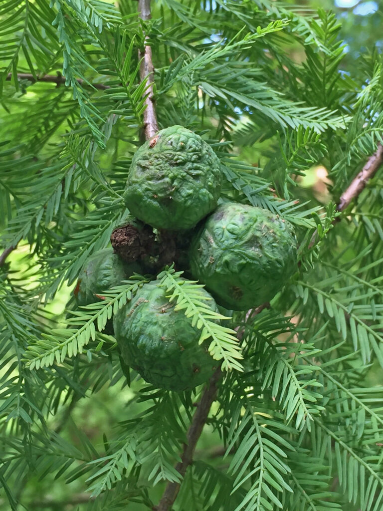 Female strobili of Taxodium distichum