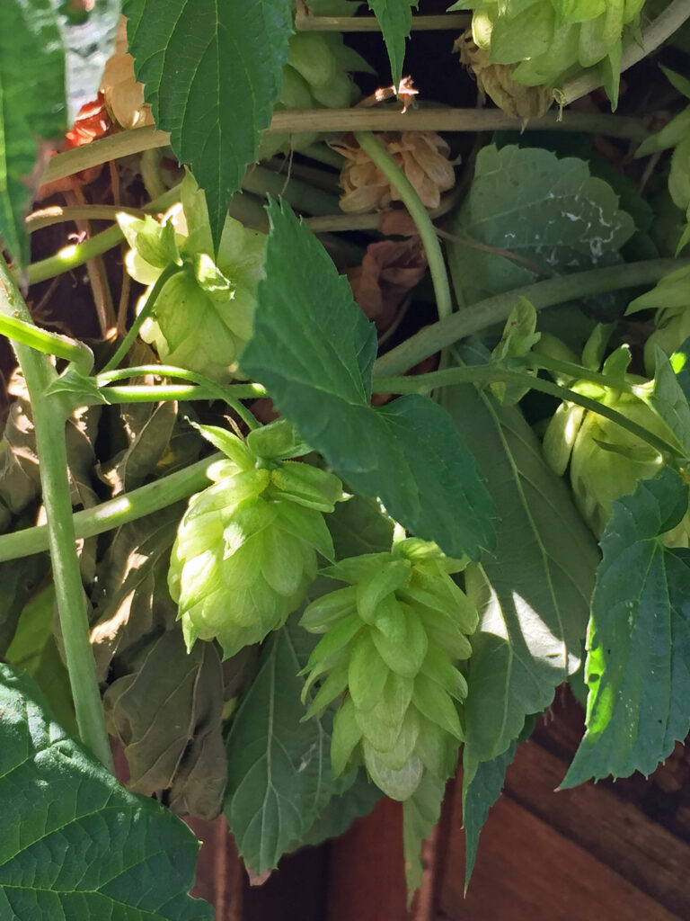 Hops, used in beverages like beer, are the flowers of the climbing, herbaceous perennial Humulus lupulus and are called strobili.     