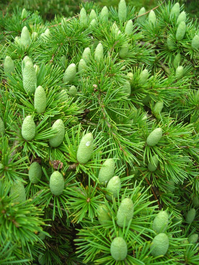 Immature male strobili of Cedrus libani