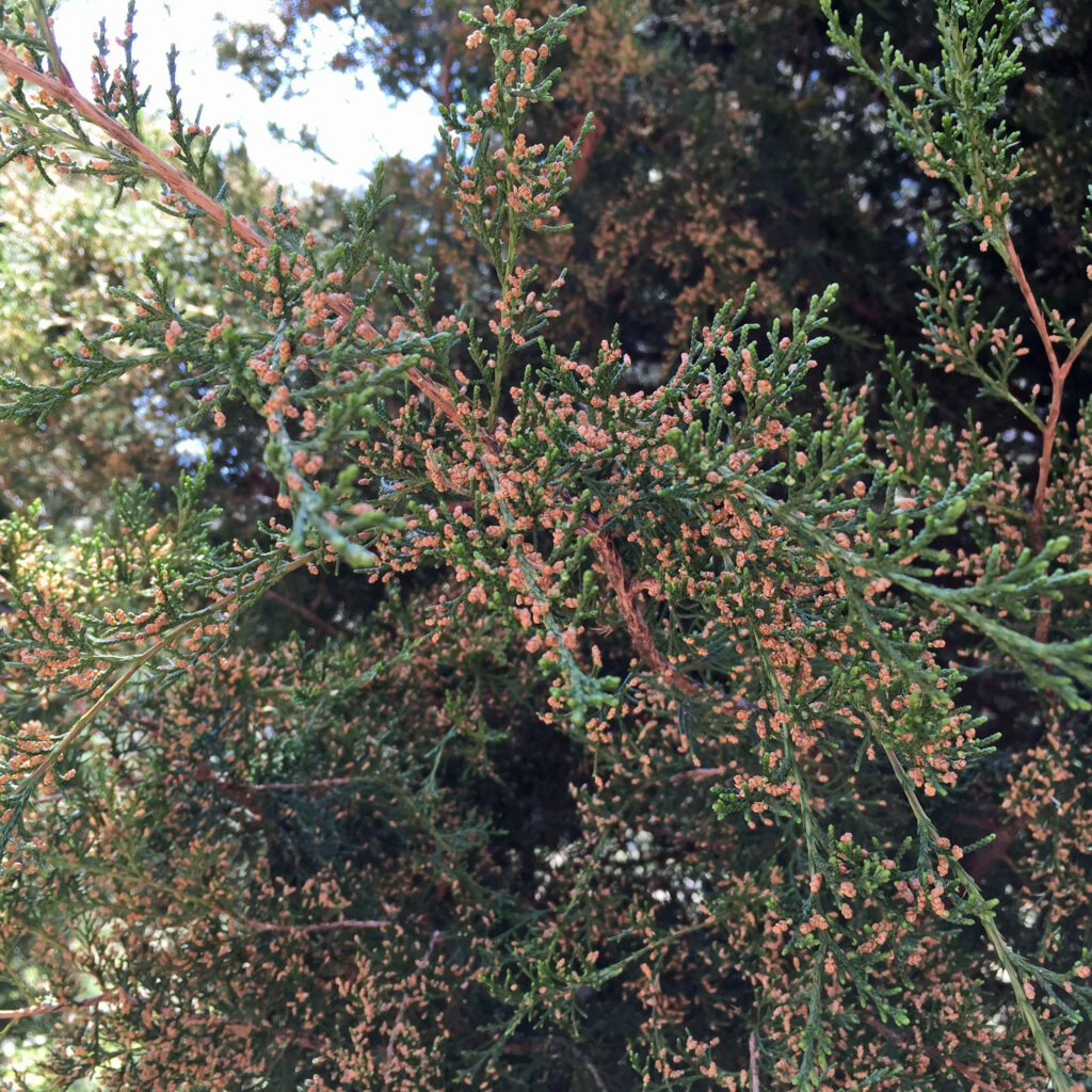 Male strobili of Juniperus virginiana