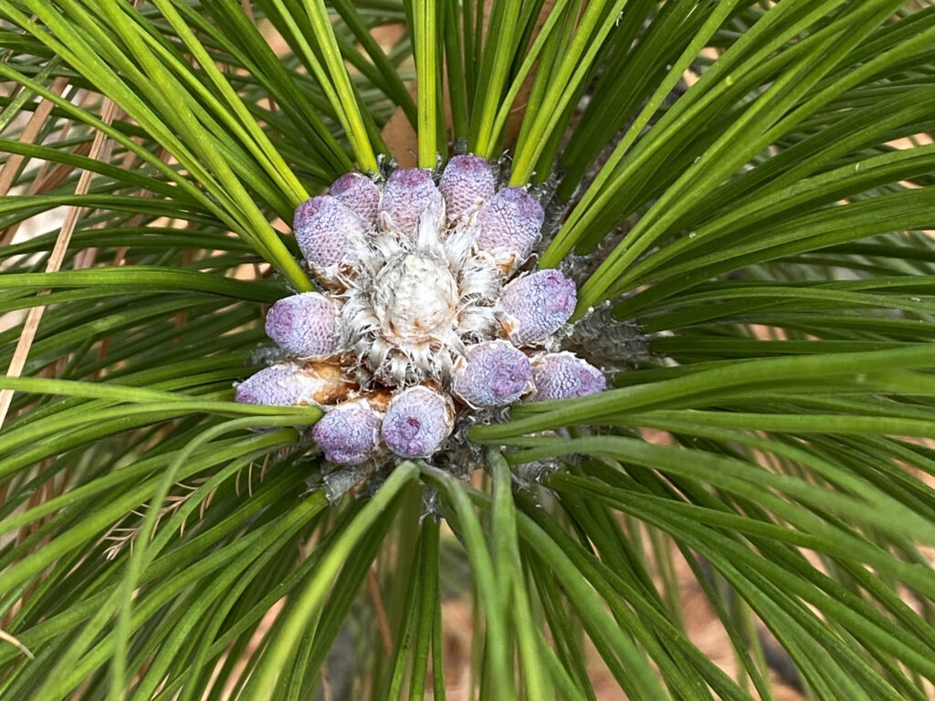Developing male strobili encircling a branch bud of native Pinus palustris