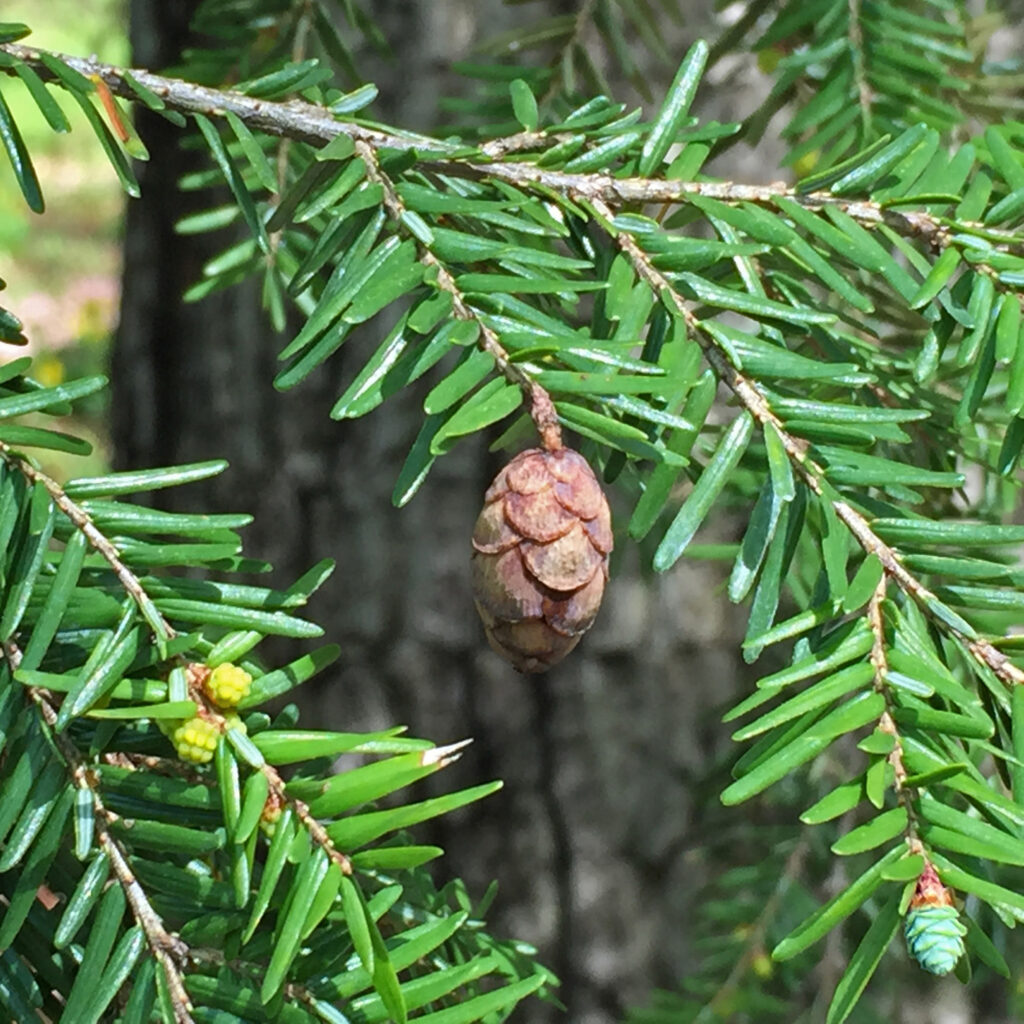 Tsuga canadensis (eastern hemlock) strobili: yellow male strobili along leaf axils; green female strobilus at branch terminal; and brown seed cone.